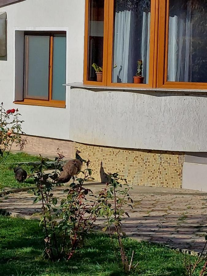 Pensiunea Vera Rîşnov Buitenkant foto
